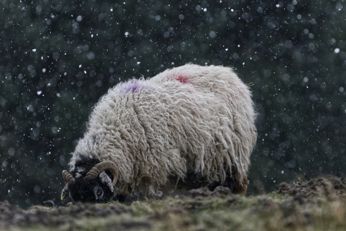 Sheep in a snow storm